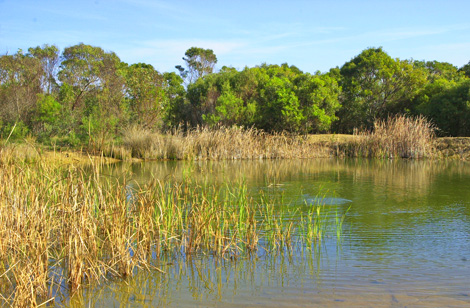 Barão de S. João, Lagos